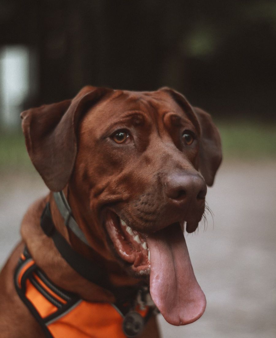 Labrador marrom de língua para fora, olhando para a câmera