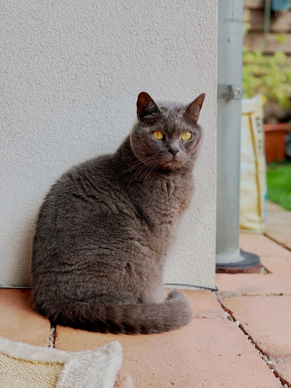 Gato cinza sentado e tranquilo no piso de uma varanda