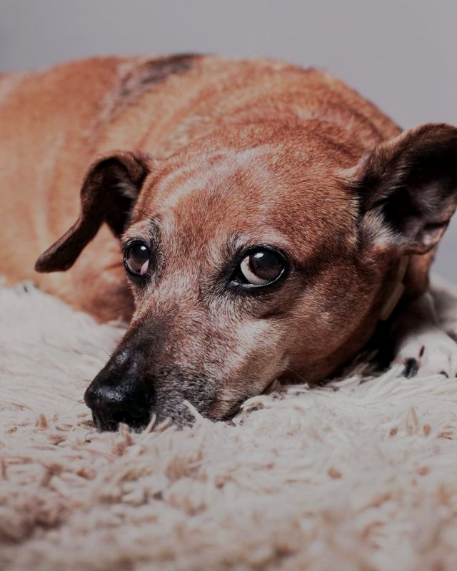 Cão deitado e relaxado sobre um tapete bege macio