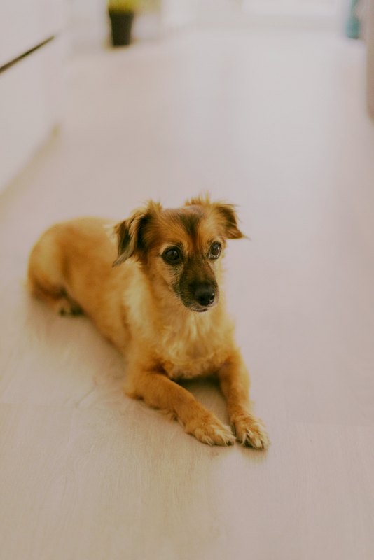 Cachorro caramelo deitado e calmo no piso de madeira de uma casa