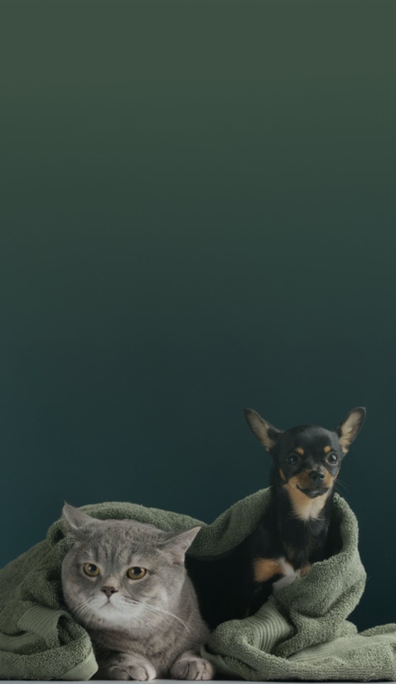Gato cinza e cachorro chihuahua enrolados em toalhas verdes, lado a lado, sobre fundo verde sálvia