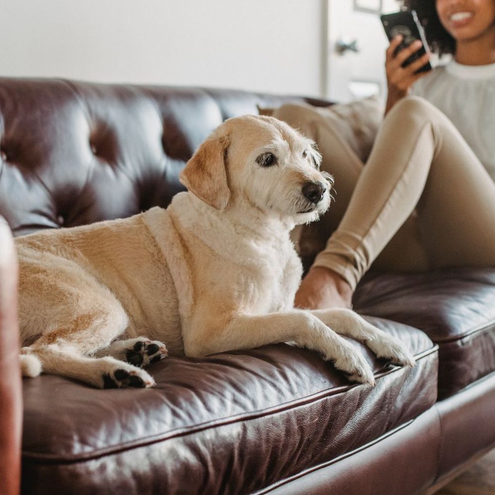 Tutora conversa pelo celular no sofá, com o cão deitado ao lado